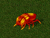 Meteor beetle.png